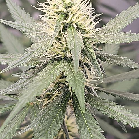 Gorilla Zkittlez growlog timeline photo