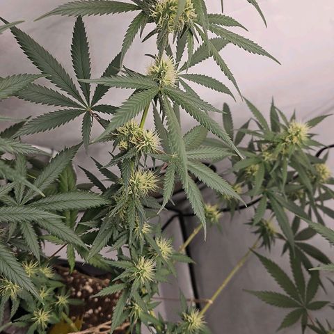 Gorilla Zkittlez growlog timeline photo