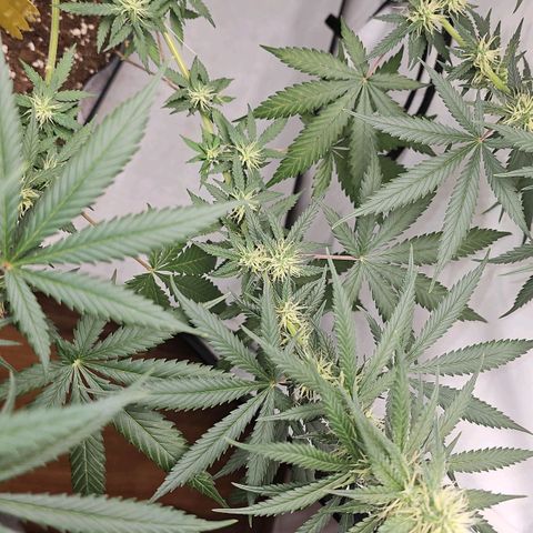Gorilla Zkittlez growlog timeline photo