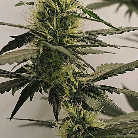 Gorilla Zkittlez growlog timeline photo
