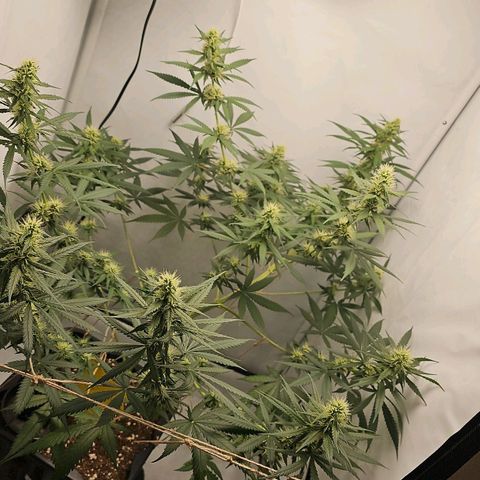 Gorilla Zkittlez growlog timeline photo