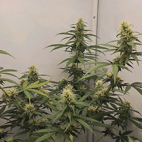 Gorilla Zkittlez growlog timeline photo
