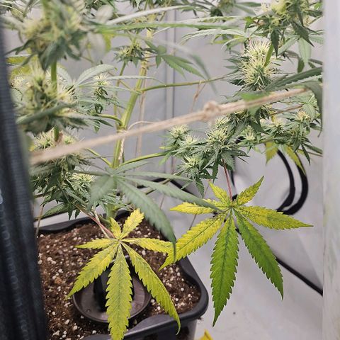 Gorilla Zkittlez growlog timeline photo