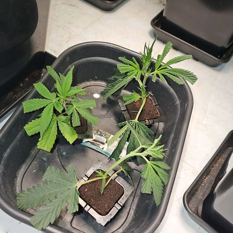 Tropicanna Poison F1 #2 growlog timeline photo