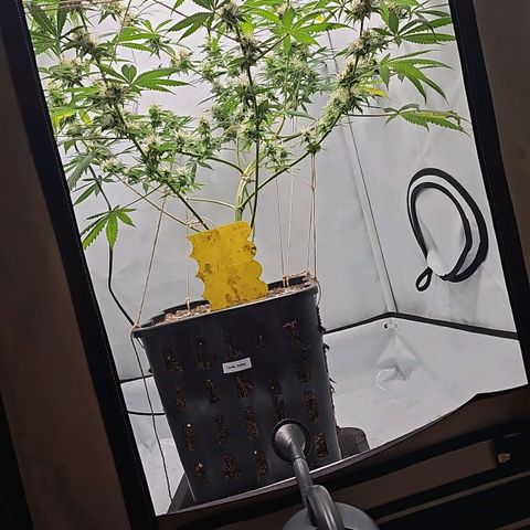 Gorilla Zkittlez growlog timeline photo