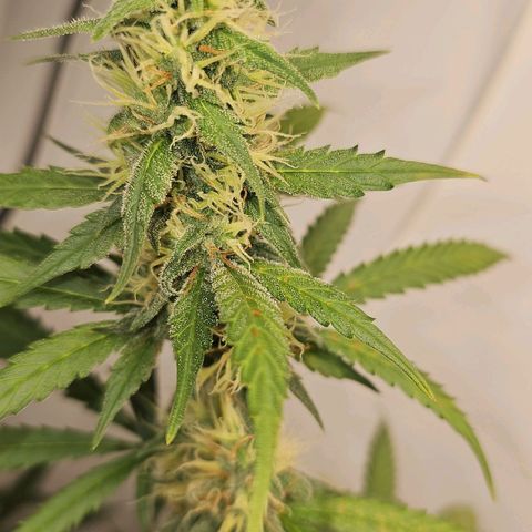 Gorilla Zkittlez growlog timeline photo