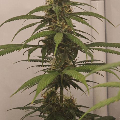 Gorilla Zkittlez growlog timeline photo