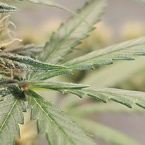 Gorilla Zkittlez growlog timeline photo