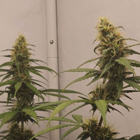Gorilla Zkittlez growlog timeline photo