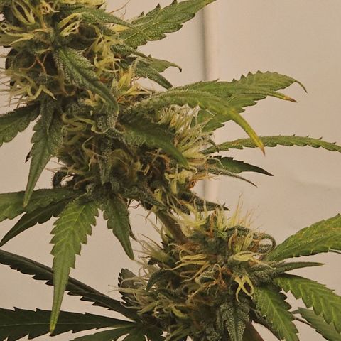 Gorilla Zkittlez growlog timeline photo