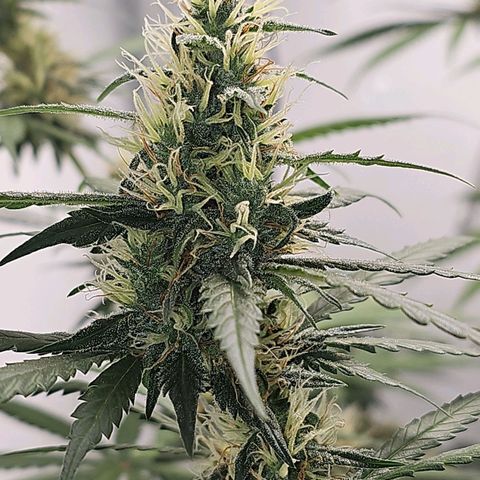 Gorilla Zkittlez growlog timeline photo