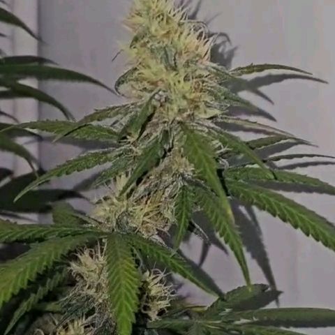 Gorilla Zkittlez growlog timeline photo
