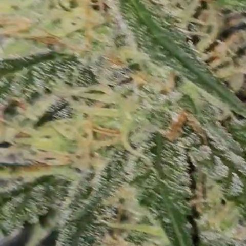 Gorilla Zkittlez growlog timeline photo