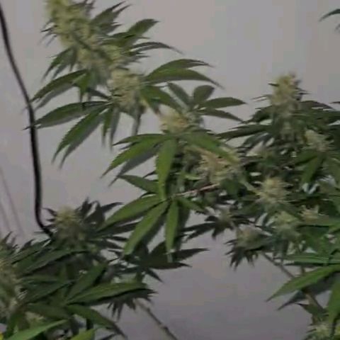 Gorilla Zkittlez growlog timeline photo