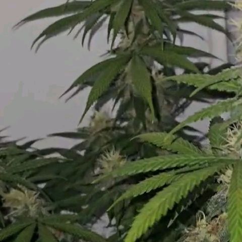 Gorilla Zkittlez growlog timeline photo