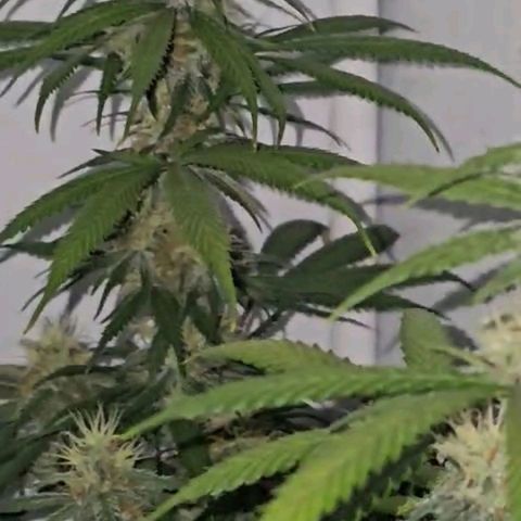 Gorilla Zkittlez growlog timeline photo