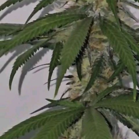 Gorilla Zkittlez growlog timeline photo