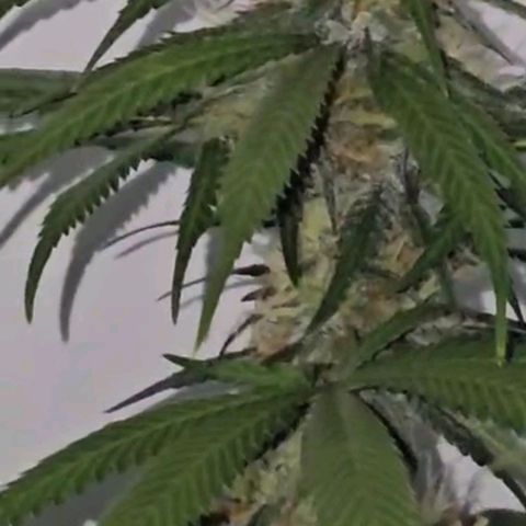 Gorilla Zkittlez growlog timeline photo