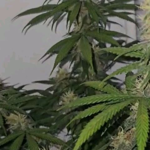 Gorilla Zkittlez growlog timeline photo
