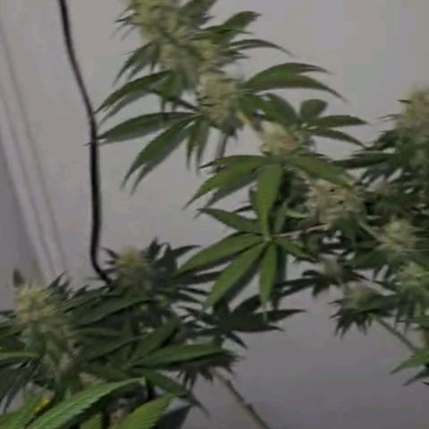Gorilla Zkittlez growlog timeline photo