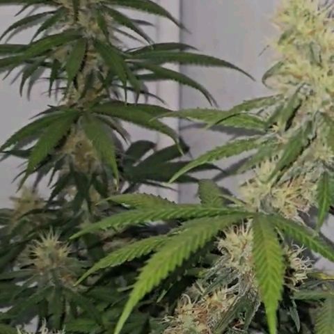 Gorilla Zkittlez growlog timeline photo