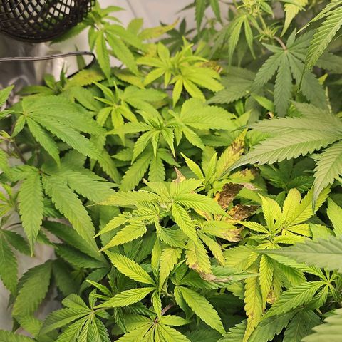 Tropicanna Poison F1 growlog timeline photo