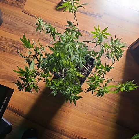 Tropicanna Poison F1 growlog timeline photo
