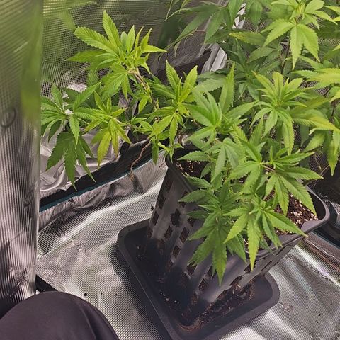 Tropicanna Poison F1 growlog timeline photo