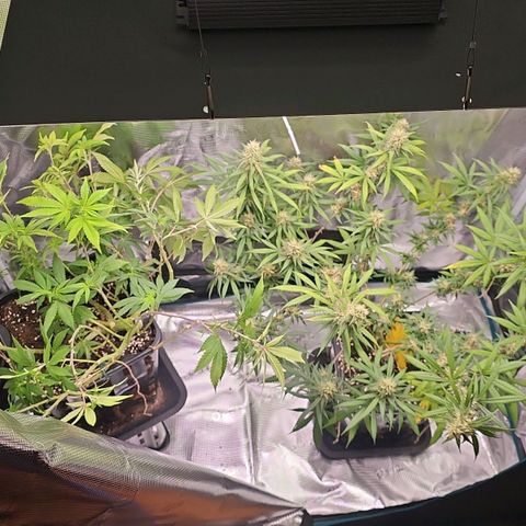 Tropicanna Poison F1 growlog timeline photo