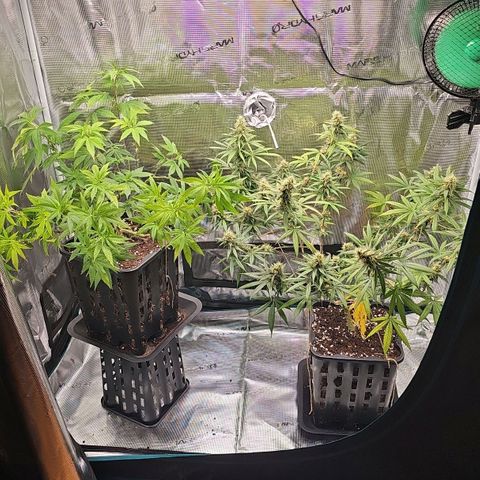 Tropicanna Poison F1 growlog timeline photo