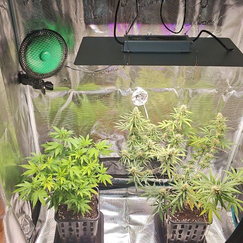 Gorilla Zkittlez growlog timeline photo