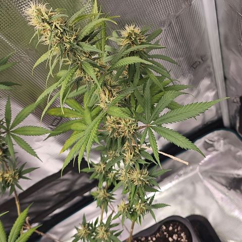 Gorilla Zkittlez growlog timeline photo