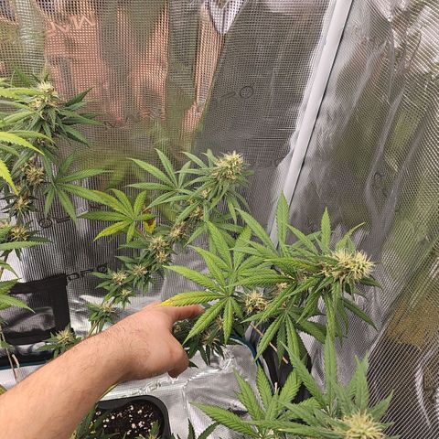 Gorilla Zkittlez growlog timeline photo