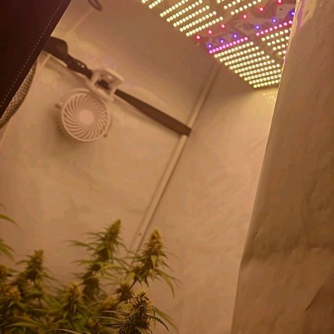 Gorilla Zkittlez growlog timeline photo