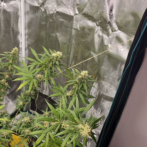 Gorilla Zkittlez growlog timeline photo