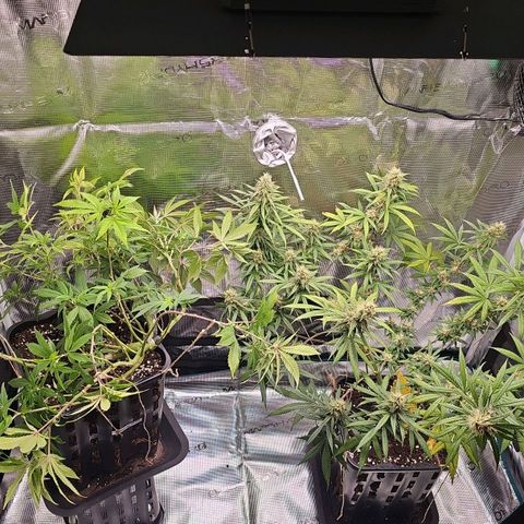 Gorilla Zkittlez growlog timeline photo
