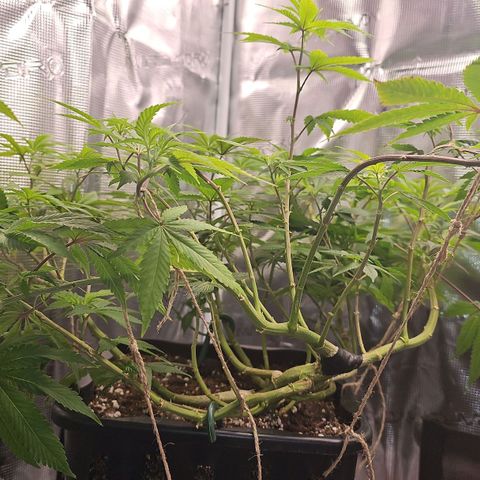 Tropicanna Poison F1 growlog timeline photo