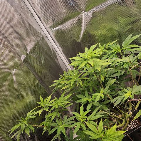 Tropicanna Poison F1 growlog timeline photo