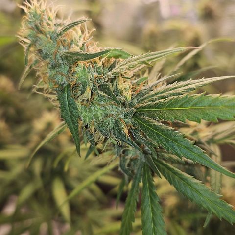Gorilla Zkittlez growlog timeline photo