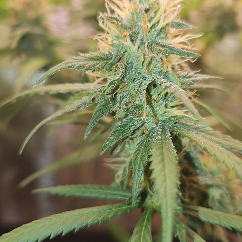 Gorilla Zkittlez growlog timeline photo