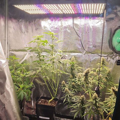 Gorilla Zkittlez growlog timeline photo
