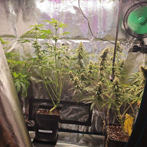 Gorilla Zkittlez growlog timeline photo
