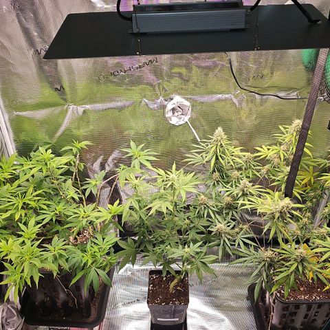 Gorilla Zkittlez growlog timeline photo