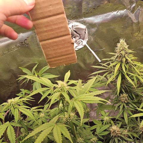 Gorilla Zkittlez growlog timeline photo