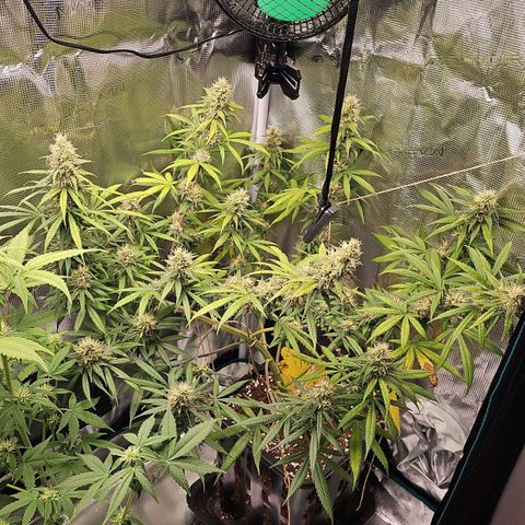 Gorilla Zkittlez growlog timeline photo