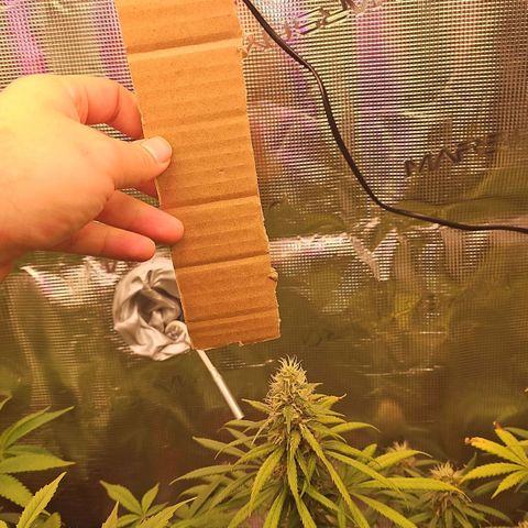 Gorilla Zkittlez growlog timeline photo