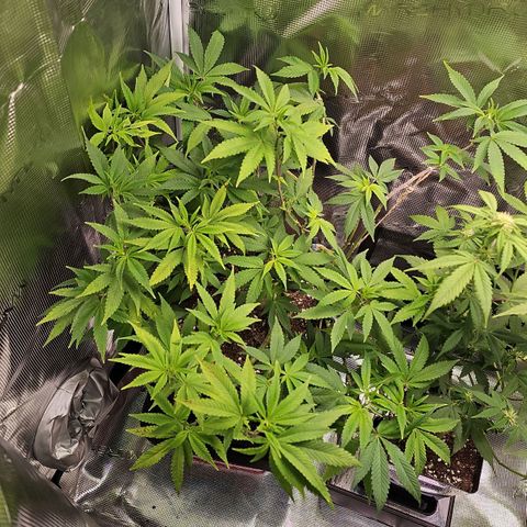 Tropicanna Poison F1 growlog timeline photo