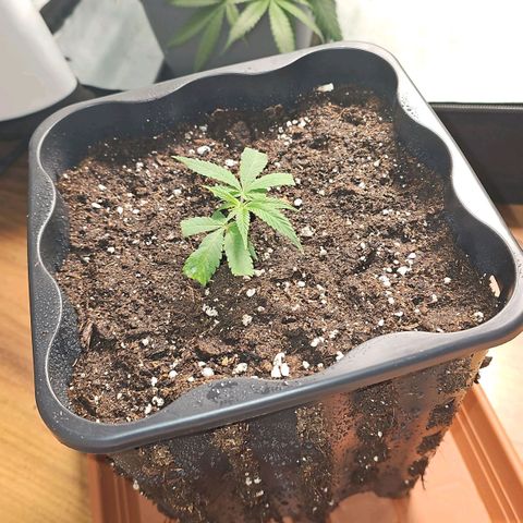 Tropicanna Poison F1 #2 growlog timeline photo