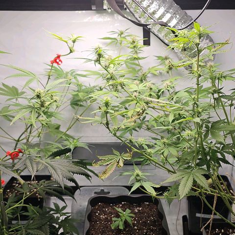 Tropicanna Poison F1 #2 growlog timeline photo