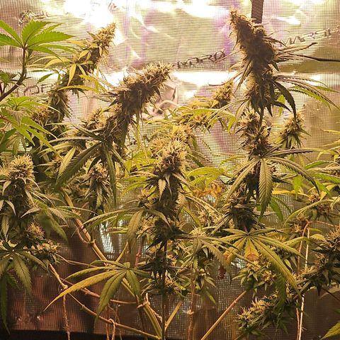 Gorilla Zkittlez growlog timeline photo